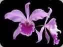 Cattleya labiata